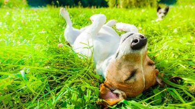 Chaleur : les chiens peuvent-ils souffrir d'une insolation comme nous ?
