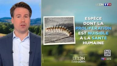 Chenilles processionnaires : mon voisin doit-il détruire les nids ? Le 13H à vos côtés