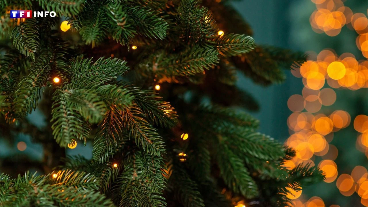 Naturel ou artificiel, quel est le sapin de Noël le plus écolo ?
