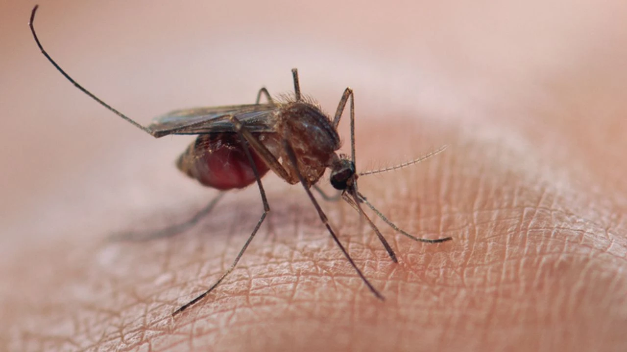 Douceur anormale : les moustiques piquent encore (mais plus pour longtemps)