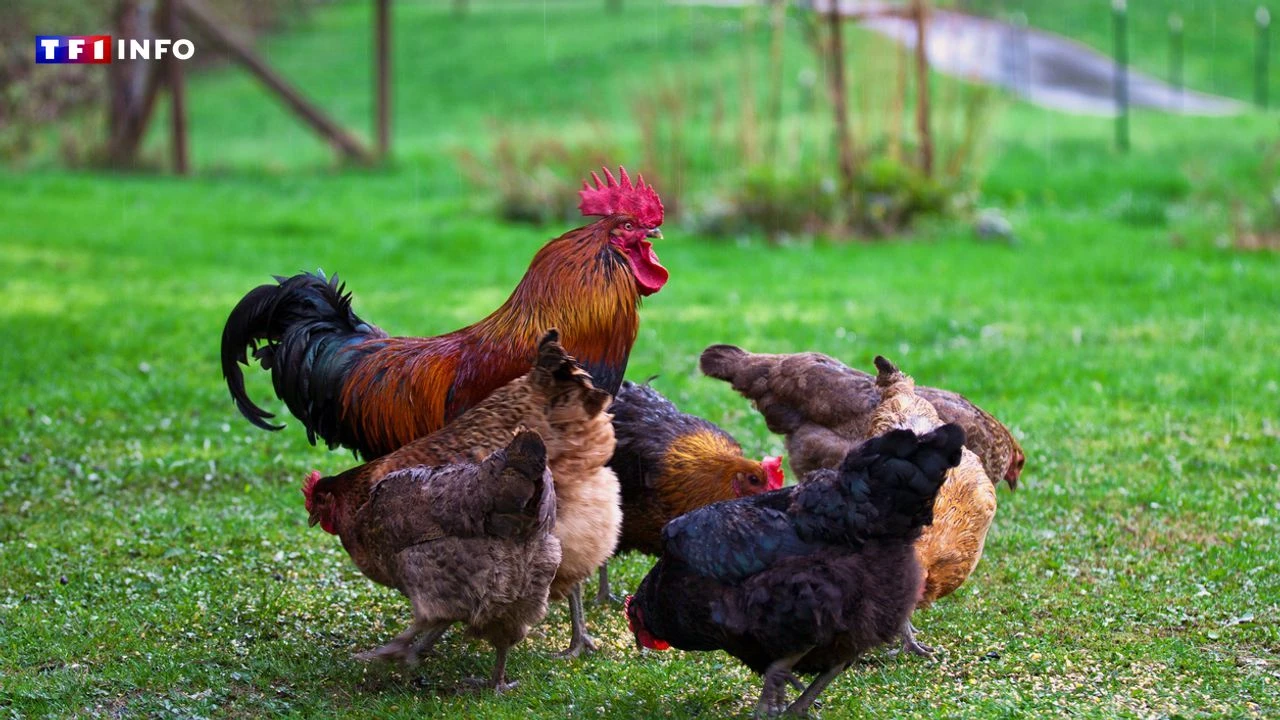Plaintes pour l'odeur ou le chant des animaux : la loi pour protéger les agriculteurs arrive à l'Assemblée