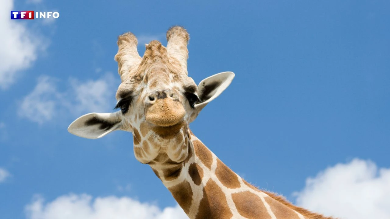 Le plus grand troupeau de girafes d'Afrique est... en France !
