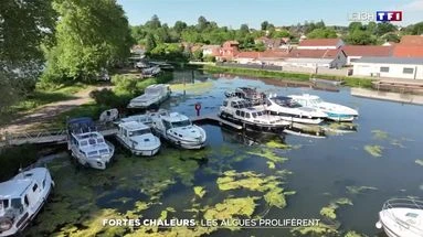 Fortes chaleurs : les algues prolifèrent