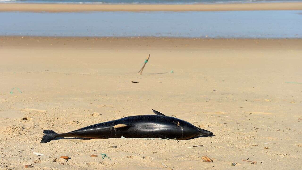 Captures accidentelles de dauphins : la France épinglée par le commissaire européen à la Pêche