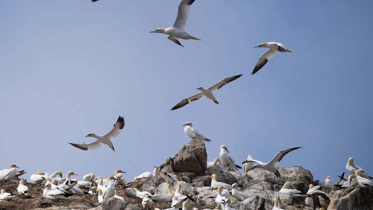Bretagne : la grippe aviaire décime les oiseaux de la réserve naturelle des Sept-Iles