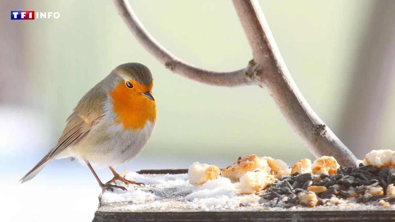 Les erreurs courantes à éviter quand on nourrit les oiseaux en hiver