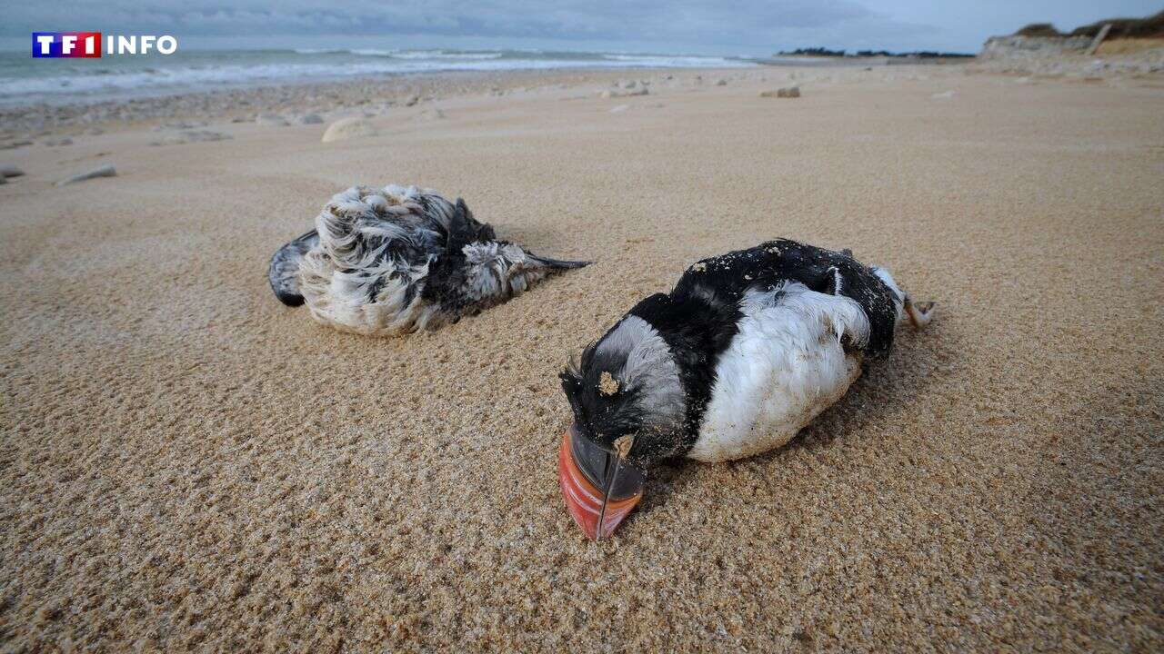 Tempêtes et inondations en France : oiseaux, poissons... les animaux également touchés