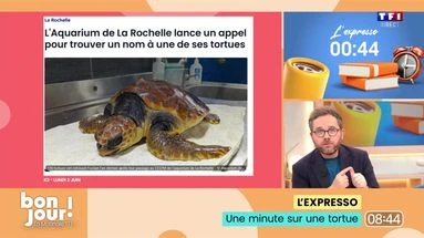 L’expresso : Tortue en quête d’un nom, un concours littéraire pour les malvoyants et moins de sécurité pour plus de tranquillité