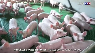 Nouvelles taxes chinoises : menace sur le porc français