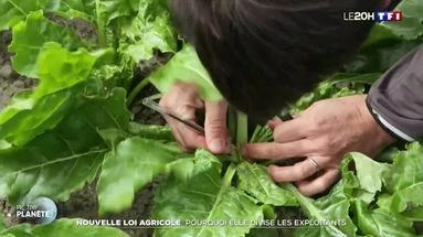 Nouvelle loi agricole : pourquoi elle divise les exploitants