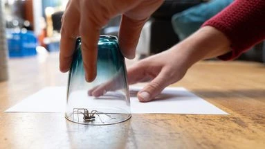 Pourquoi les araignées ont-elles l'air toujours plus grosses qu'elles ne sont réellement ?
