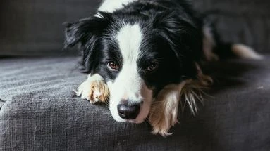 Ces quatre astuces vont vous permettre d'enlever efficacement les poils d'animaux sur votre canapé