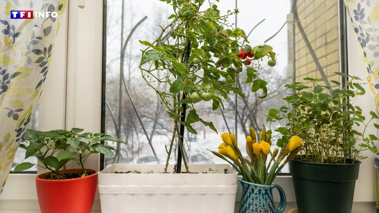 Hivernage des plantes : comment anticiper le froid ?