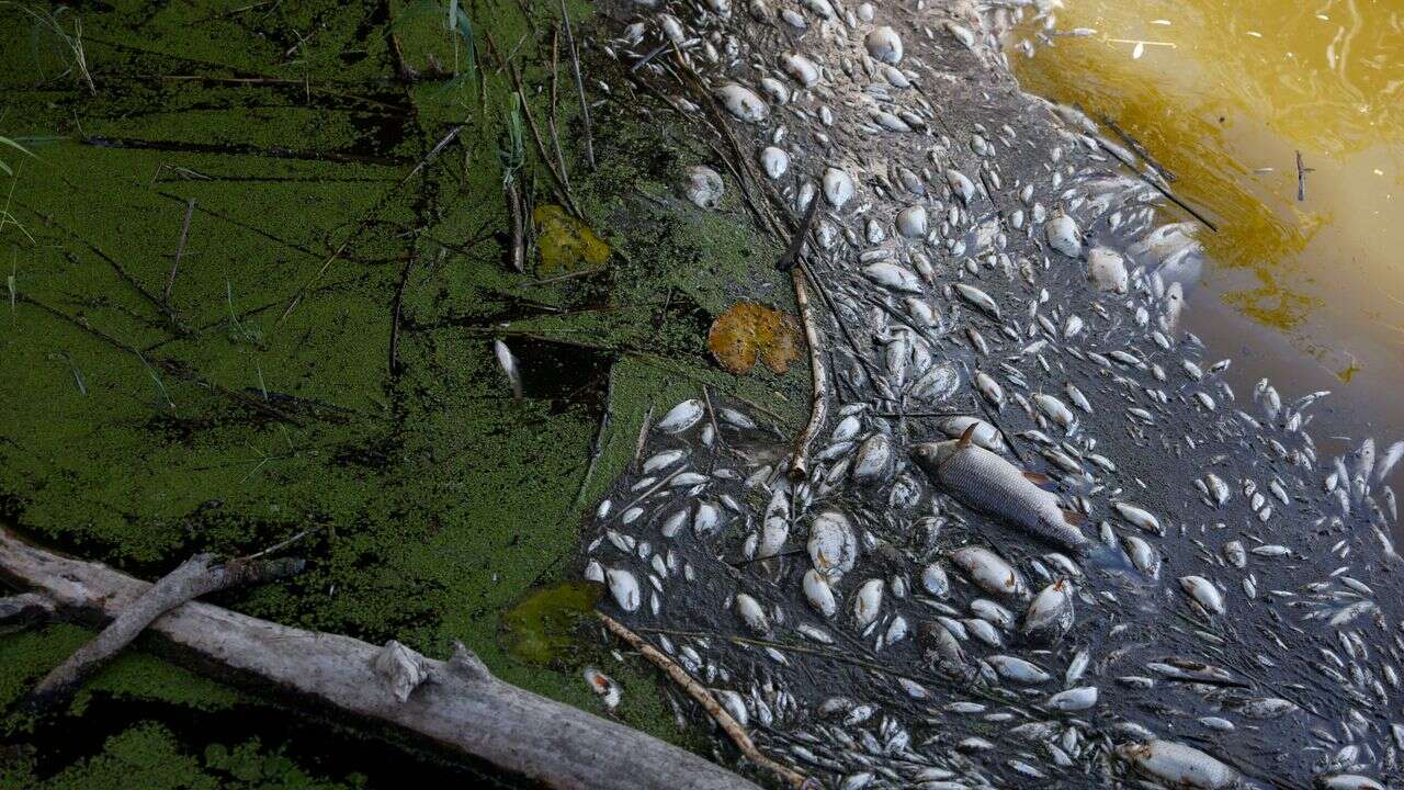 Mystère des poissons morts dans l'Oder : eau salée et algues dorées, les causes se précisent