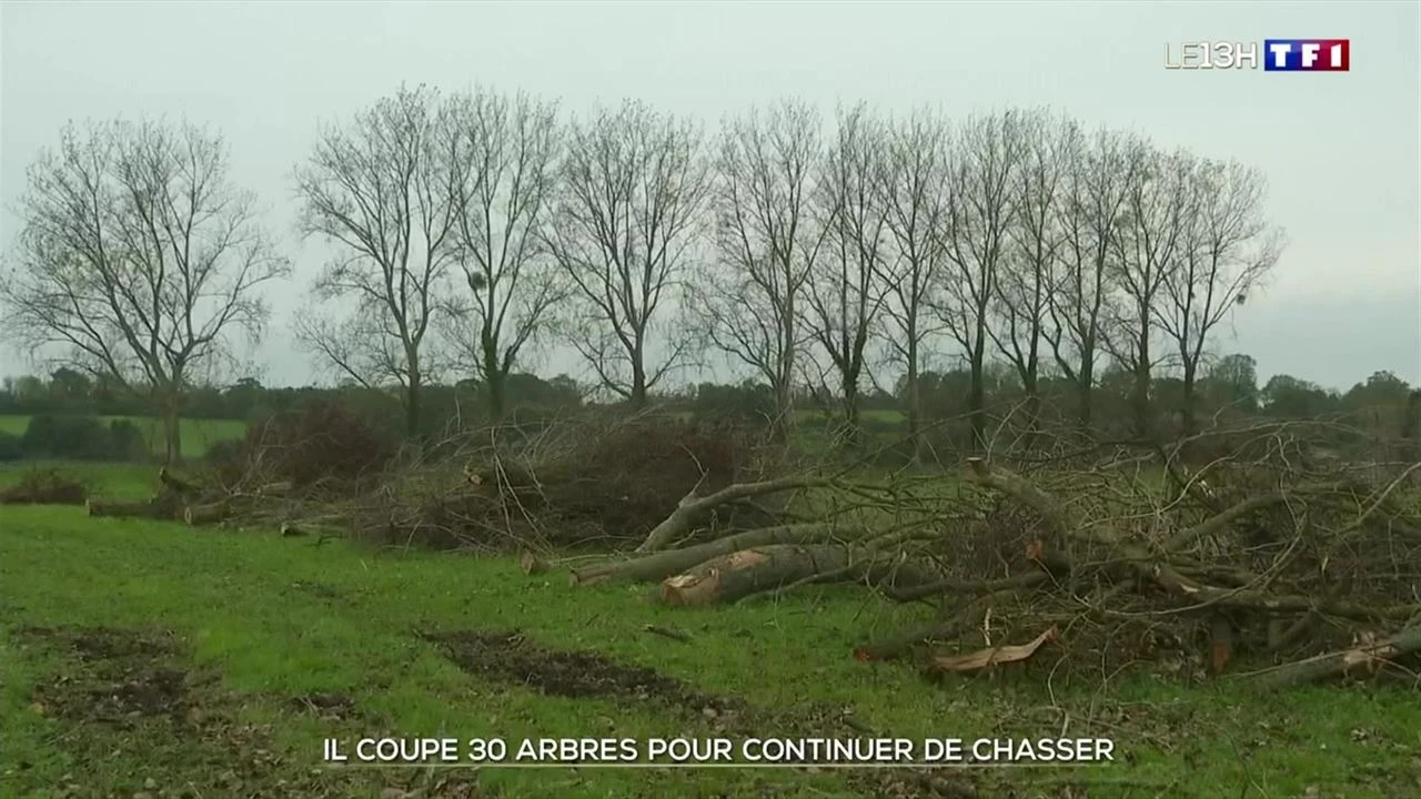 Il coupe 30 arbres pour continuer de chasser