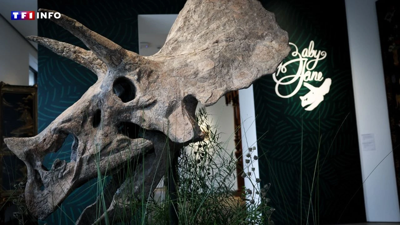 PHOTO - Un rarissime crâne de tricératops mis en vente fin novembre à Paris