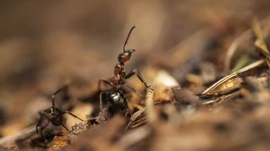 GPS, aération des sols, dépistage du cancer... Cinq bonnes raisons de détester un peu moins les fourmis
