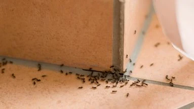 Ces solutions naturelles vont vous aider à vous débarrasser des fourmis sans insecticides