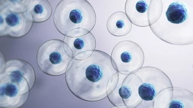 On a réussi à inverser le vieillissement des cellules sur des macaques : quelles promesses pour la médecine ?