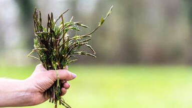 Quelle est cette plante sauvage, considérée comme une mauvaise herbe qui se vend à prix d'or ?