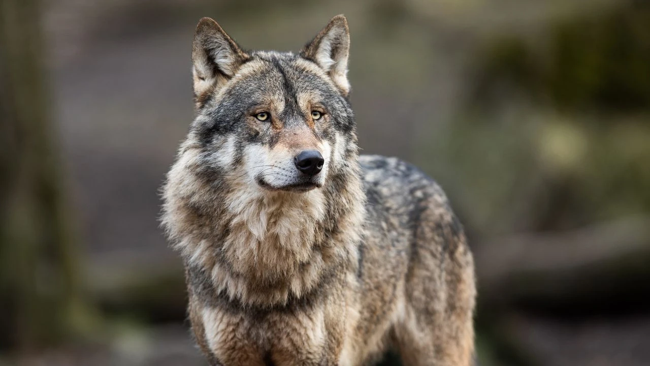 Le loup ne sera-t-il bientôt plus une espèce protégée ? Le débat est lancé au Parlement européen