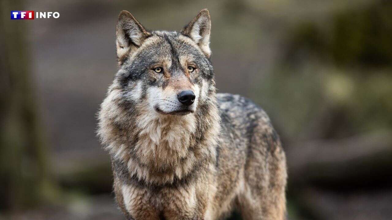 Le loup de nouveau aperçu dans les Côtes-d’Armor : va-t-il s’implanter durablement en Bretagne ?