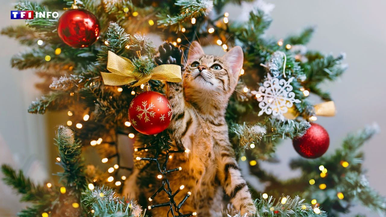 Ces astuces vont sauver votre sapin de Noël de votre chat ou de votre chien