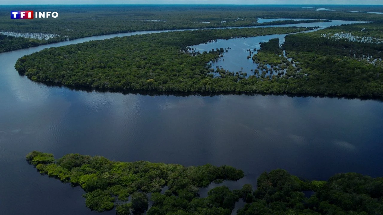 Brésil : la déforestation en Amazonie tombe à son niveau le plus bas pour un mois de novembre