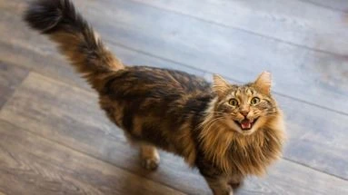 Votre chat vous parle ! Savez-vous décrypter ses miaulements ?