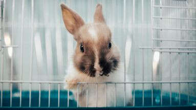 Apprenez à bien nettoyer la cage de votre lapin pour le garder en bonne santé