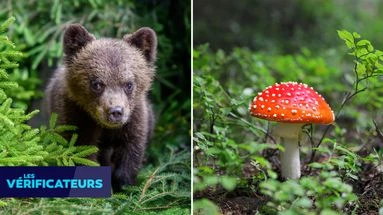 VÉRIF' - Les ours mangent-ils vraiment des champignons toxiques pour ressentir leurs effets psychoactifs ?
