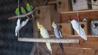 Pourquoi l’os de seiche doit-il faire partie de l’alimentation de votre oiseau ?