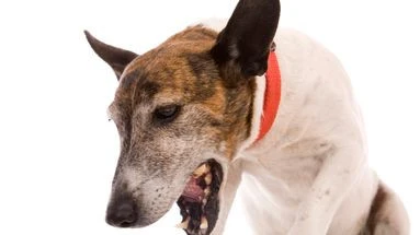 Faut-il s’inquiéter de la toux de chenil qui touche beaucoup de chiens en ce moment ?
