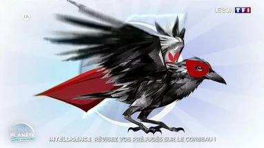 Intelligence : révisez vos préjugés sur le corbeau !