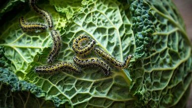 Limaces, aleurode, altises... ces insectes nuisibles sont les cauchemars des jardiniers
