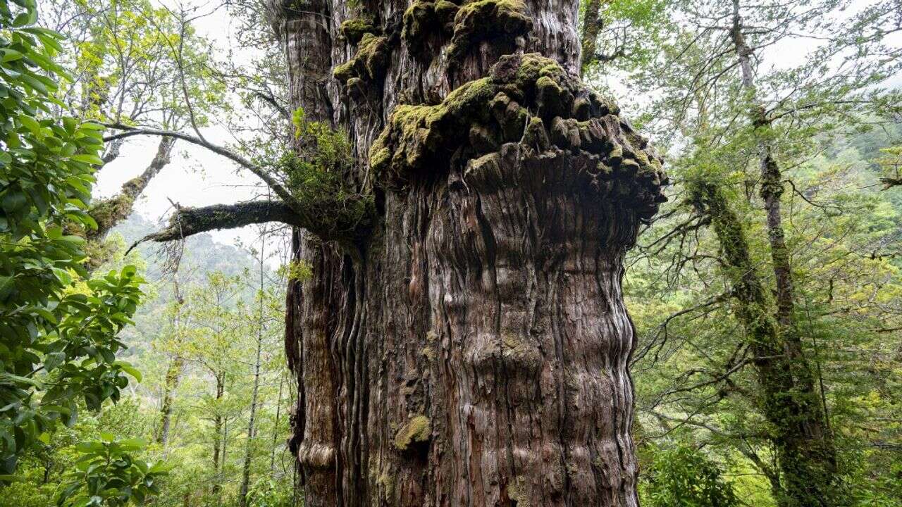 Au Chili, un cyprès géant pourrait bientôt décrocher le titre de plus vieil arbre de la planète