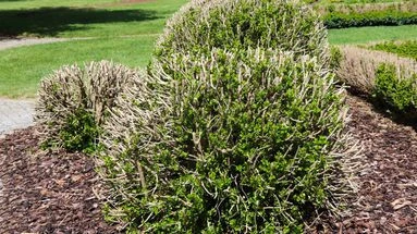 Attention à cet insecte peut détruire vos buis en une saison
