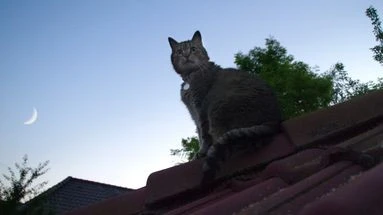 Ces astuces pour inciter votre chat à rentrer pour la nuit... et s'épargner quelques angoisses