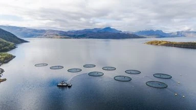 Du saumon malade sur nos étals ? Le scandale sanitaire qui ébranle la Norvège