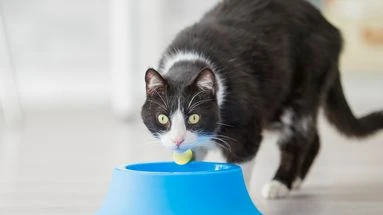 On pourra bientôt donner des croquettes-médicaments aux chats malades qui ne veulent pas de leurs cachets