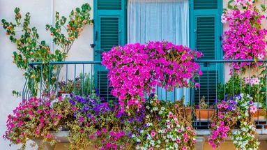 Vous voulez un balcon fleuri ? Attention à ne pas faire n'importe quoi avec vos plantes