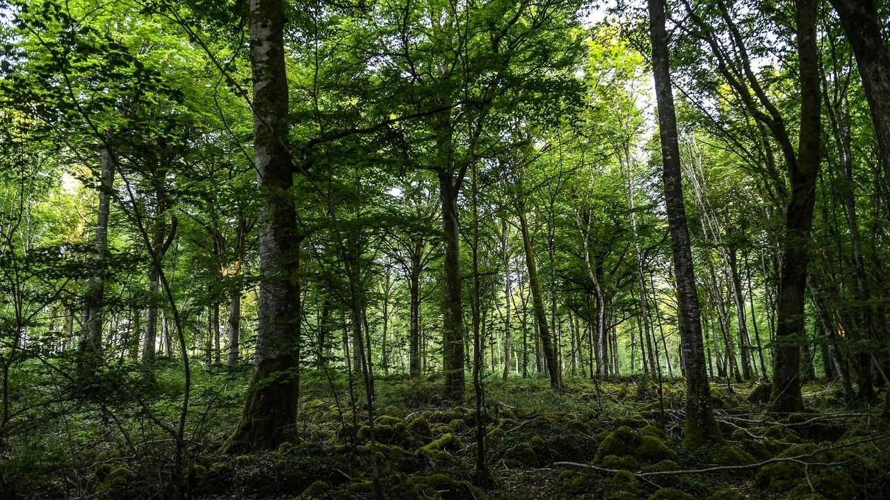 Gaz à effet de serre : la forêt absorbe moins que prévu, la France rate ses objectifs en 2022
