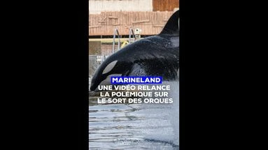 Marineland : une vidéo relance la polémique sur le sort des orques d'Antibes.