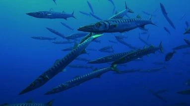 Des barracudas dans les calanques : cette espèce invasive est-elle dangereuse ?