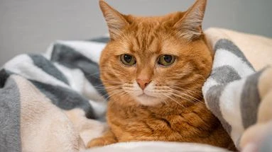 Votre chat délaisse le panier que vous lui avez offer ? Voici pourquoi il préfère dormir dans un autre endroit