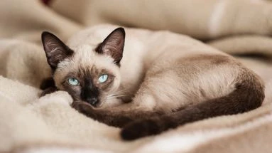 Ces sept races de chat qui ne sont pas faciles à apprivoiser