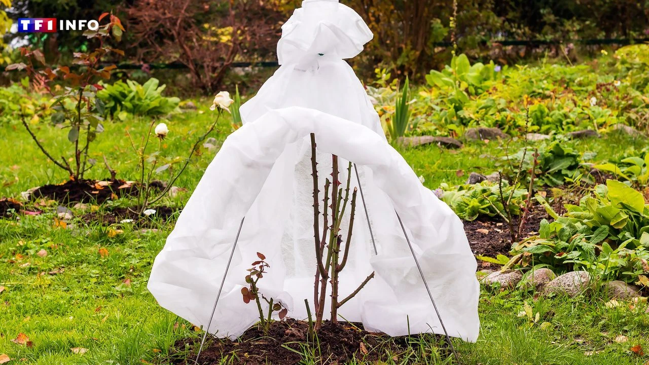 Vague de froid : ces astuces à mettre en place pour garder nos plantes au chaud