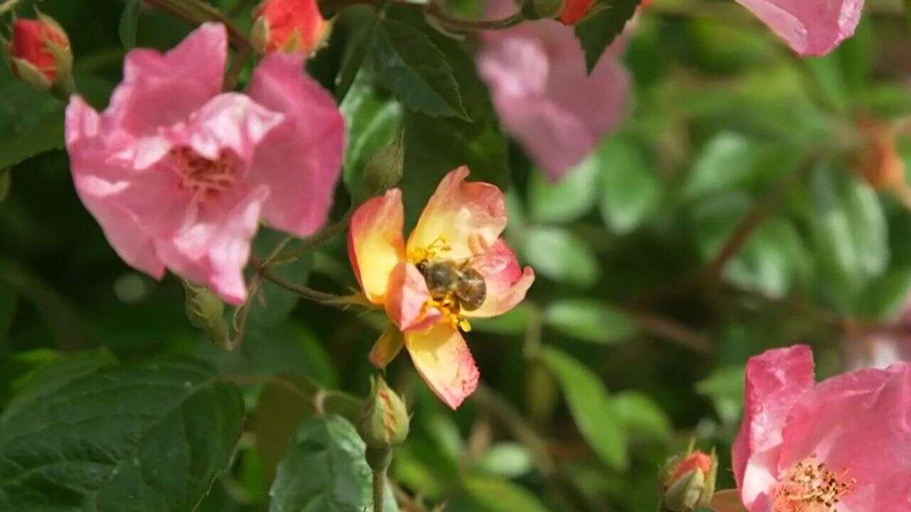 VIDÉO - Explosion de couleurs pour l'ouverture des Chemins de la rose de Doué-en-Anjou