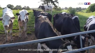 Élevages et cultures : alerte dans les exploitations