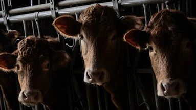 5 choses à savoir sur la dermatose nodulaire contagieuse, nouvelle maladie qui menace les bovins français